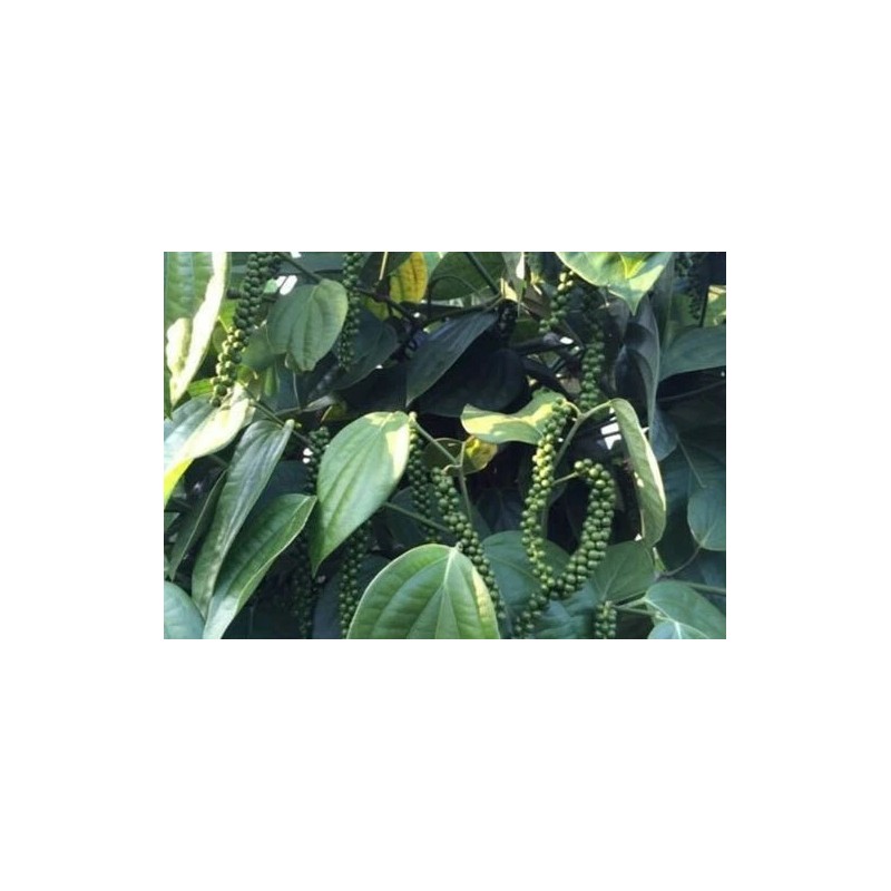 Buy Rare Seeds Piper nigrum | Black Pepper Corn |