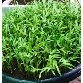 600 Seeds (30g) Kangkong Seeds - Rau Muong - Ong Choy - Morning Glory - Chinese Water Spinach Seeds | Non-GMO | Heirloom | Organic | High Germination