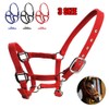 tooloflife Foal Headcollar Pony Donkey Padded Nylon Medium Blue