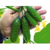 CEMEHA SEEDS - Seeds Vine Cucumber Open-Pollinated Pickling Non GMO