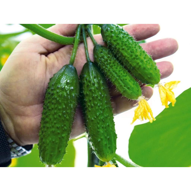 CEMEHA SEEDS - Seeds Vine Cucumber Open-Pollinated Pickling Non GMO