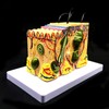 Skin Model, 35X Enlarged Anatomical Model Anatomy for Science Classroom