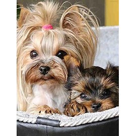 DVWIVGY Yorkie Terrier Dog 5D Diamond Painting Kits for Adults, Puppies Animal Full Drill Round Crystal Rhinestone Embroidery Kits Diamond Art Crafts Gift 12 x 16 inch