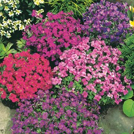 Outsidepride Aubrieta Royal Ground Cover Flower Seed Mix - 5000 Seeds