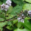 페퍼민트 에센셜오일 EO 10ml 비누 화장품 만들기재료 Peppermint Essential Oil EO 10ml Soap and Cosmetic Making Ingredient