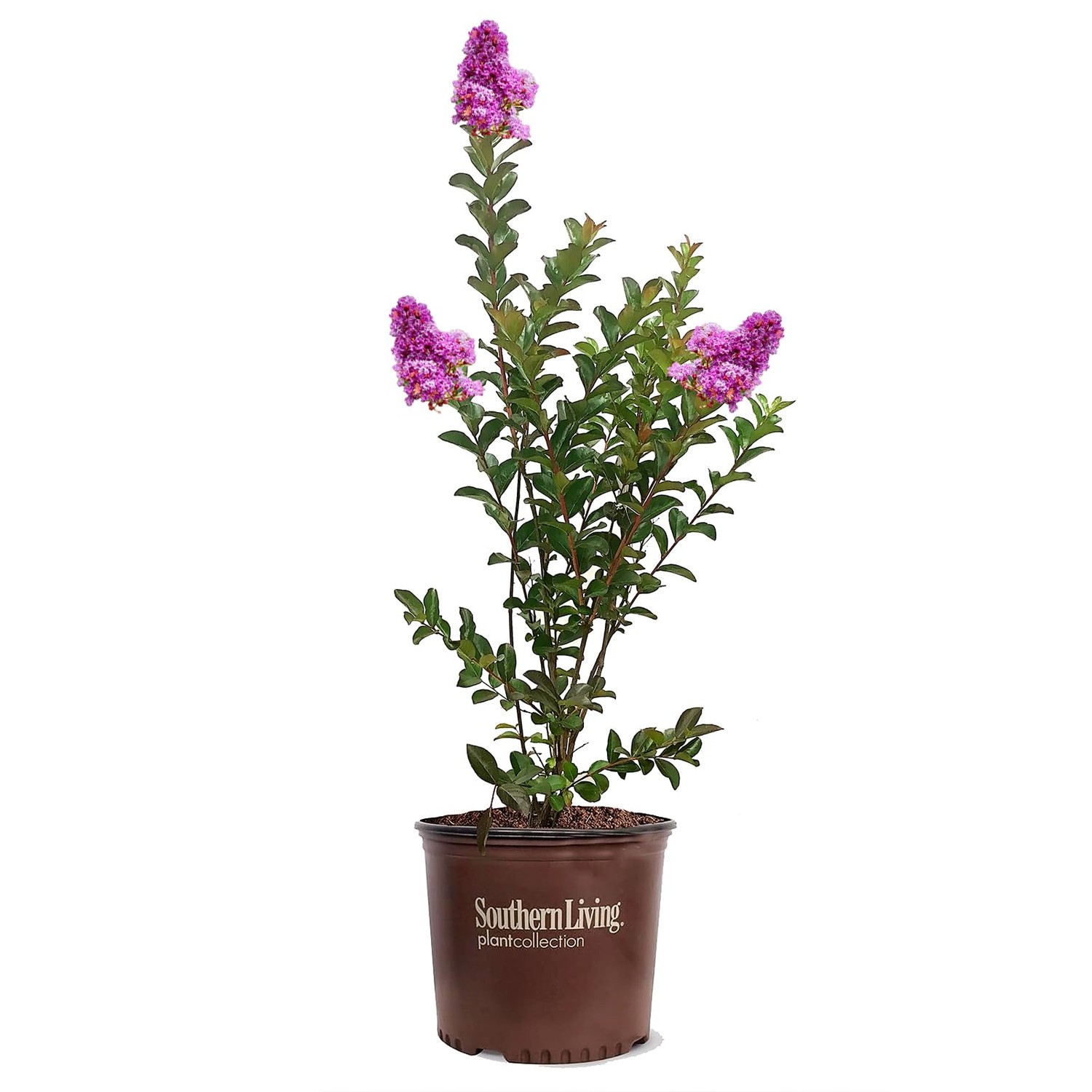 American Plant Exchange Miss Sandra Crape Myrtle Tree Live, 3-Gallon ...