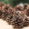 Pack of 20 Natural Dried Pine Cones - Woodland Pinecones