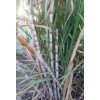 Unbranded 1 Sugar cane stick with 5 nodes for planting