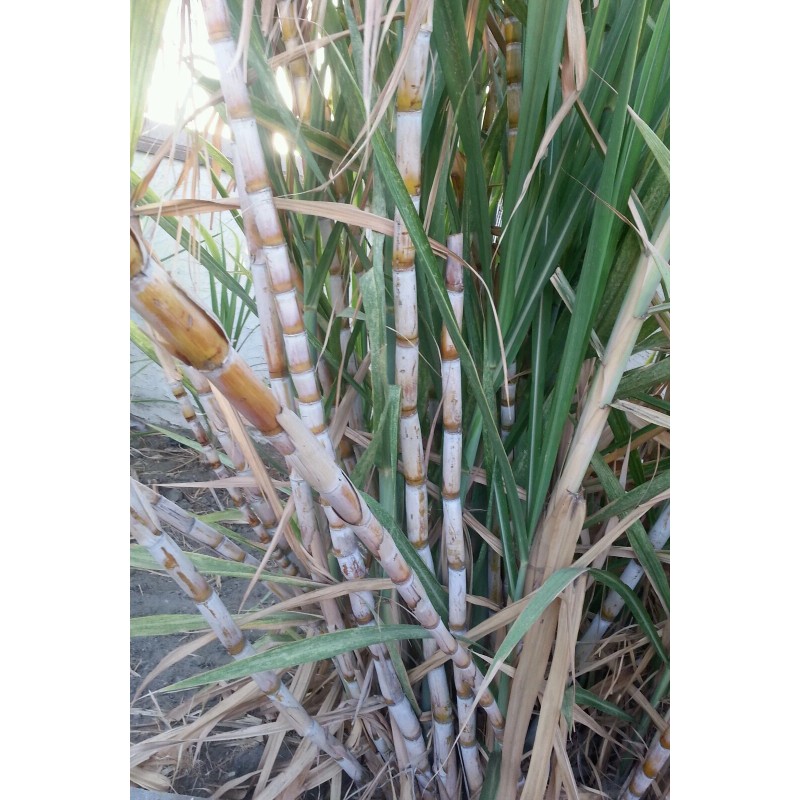 Unbranded 1 Sugar cane stick with 5 nodes for planting