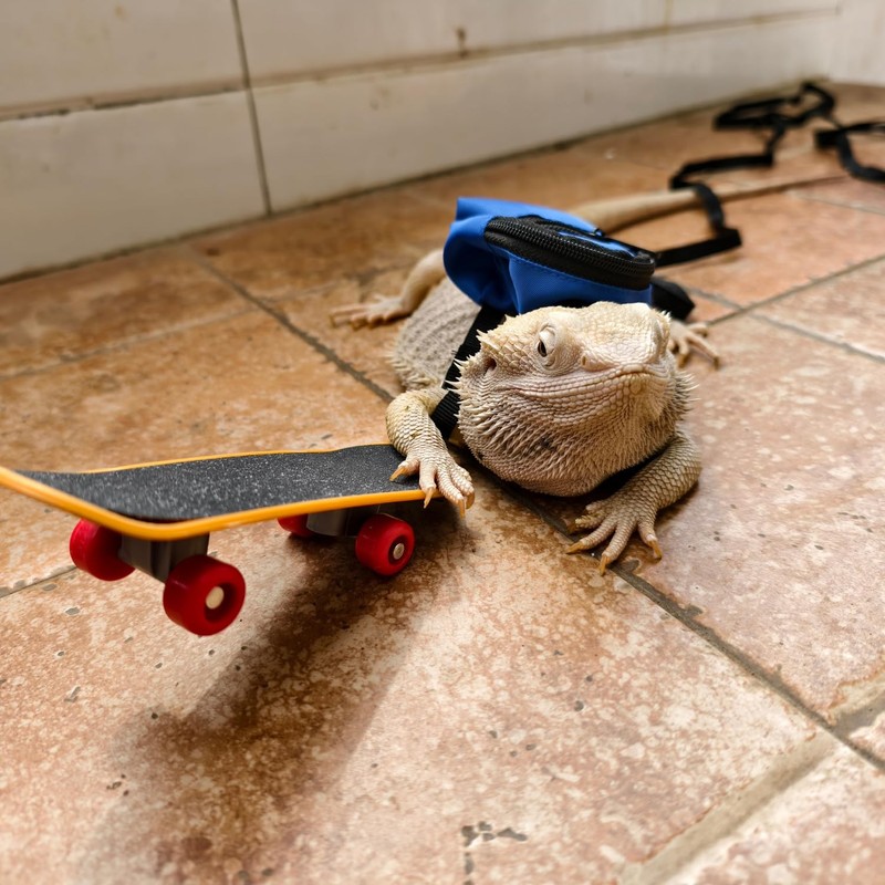 Bearded Dragons Accessories Toy Lizard Backpack Leash Set Adjustable Strap