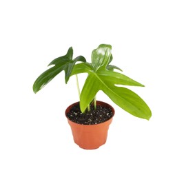 Philodendron Pedatum - 4" from California Tropicals