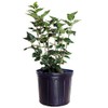 Syringa X hya. 'Pocahontas' (Lilac) Shrub, purple flowers, #3 - Size Container