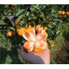 100+ Mandarin Orange Seeds Citrus Reticulata Blanco - Order Track