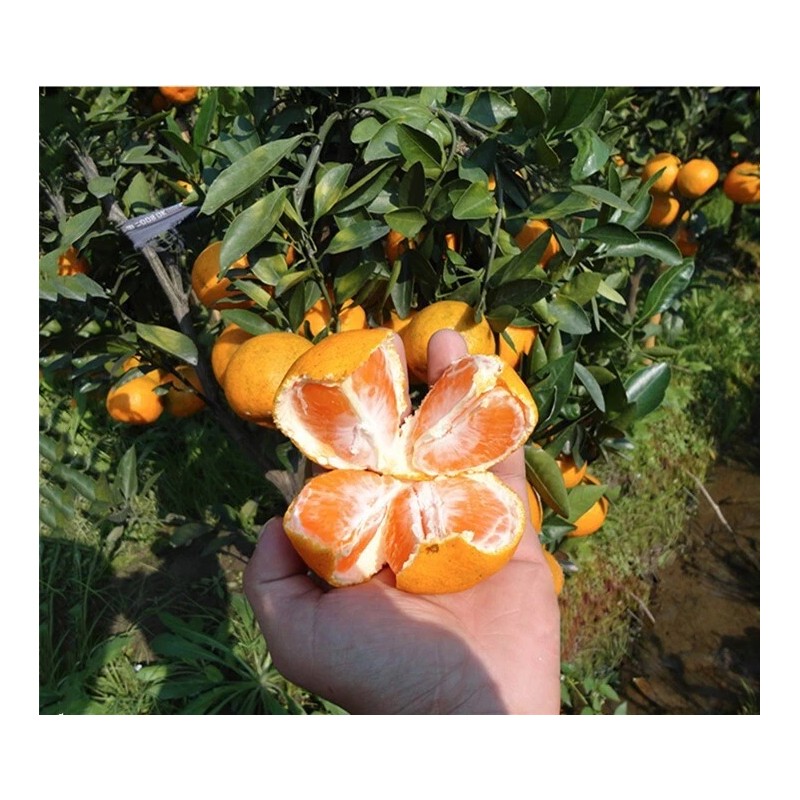 100+ Mandarin Orange Seeds Citrus Reticulata Blanco - Order Track