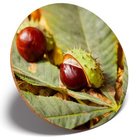 1 x Conker Horse Chestnut Tree - Round Coaster Kitchen Student Kids #2137