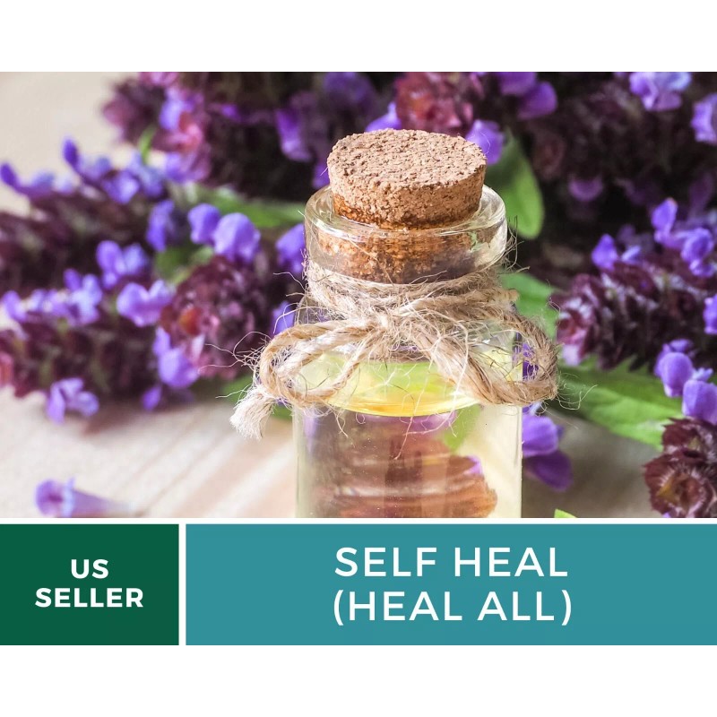 Southern Seeds Self Heal (Heal All) - Heirloom Seeds -
