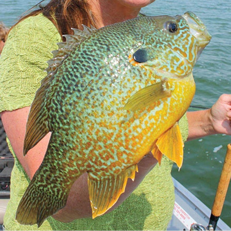 YZD Silverside Minnow Crappie Jig 12pcs (Blue)