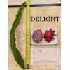 Cactus Best Dragon Fruit Cuttings 24-36”, each huge cutting and