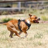 PoyPet No Pull Dog Harness with Neck Release Buckle, Reflective