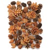 Daichi Farm DO024884-000 Dried Flowers, Cone Assortment, Natural, Approx. L