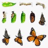Monarch Butterfly Lifecycle Pack Bumper Sticker Vinyl Decal 5"