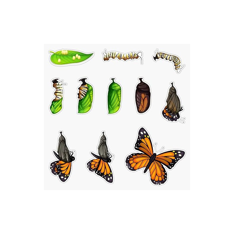 Monarch Butterfly Lifecycle Pack Bumper Sticker Vinyl Decal 5"