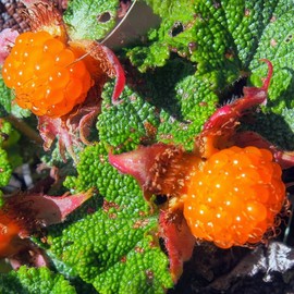Raspberry Plant Live for Planting, Raspberry Bushes Live Plant Potted 1-2 Years Old, Edible Berries Plant, Raspberry Fruit Tree (Creeping Raspberry)