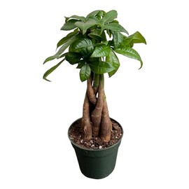 Hopewind Plants Shop Money Tree- Cute Little one for Great Gift in 4 inch Pot