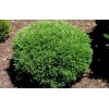 Mr Bowling Ball Arborvitae - Quart Pot - Live Plant