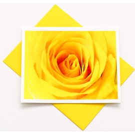Sunshine Expressions Blooming Rose High-End Photographic Smooth Note Cards 8 w/10 Colored Envelopes, Boxed Set (4.25"x 5.50") Blank Inside - Made in USA