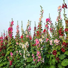 Eden Brothers Hollyhock Seeds - Single Mix Non-GMO Seeds for Planting, Packet | Low-Maintenance Flower Seeds, Plant During Spring or Fall, Zones 1, 10, 11, 12, 2, 3, 4, 5, 6, 7, 8, 9