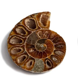 Serafino Genuine Fossil Madagascan Ammonite 150 Million Years Old! Jurassic Real Fossil