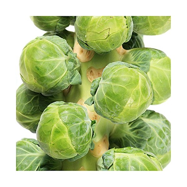 Brussels Sprouts - 500 Seeds - Long Island Improved