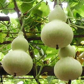 Sunshine Master 5+  Martin Birdhouse Gourd Seeds, Heirloom, Non-GMO, Genuine USA, Great Deal - 5 Seeds