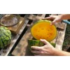 Independent SweetGlo Orange Flesh Watermelon Seeds! Sweet Tropical Melon Flavors!