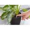 Scotts Indoor Plant Food Spikes, Includes 48 Spikes - Continuous