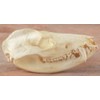 Nature-Watch Opossum Skull Replica