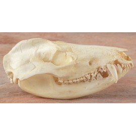 Nature-Watch Opossum Skull Replica