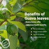Akshit Organic Guava Leaves, Dried From Fresh Guava Leaves, Caffeine