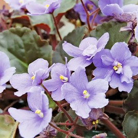 YEGAOL Garden 100Pcs Mixed Color Violet Seeds African Violet Perennial Flower Seeds GMO Free Long Live Attracts Butterflies Containers Potted Indoor