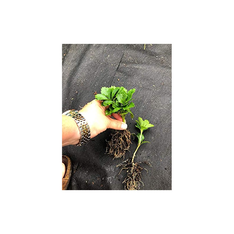 Pachysandra Terminalis 'Green Carpet' Groundcover - 100 Bare Root Plants