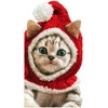 Avanti Press Kitten Wearing Knit Santa Hat Cute Cat Christmas