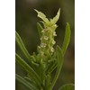 Palm Beach Medicinal Herbs - Yellow Lavender (Lavandula Viridis) -