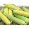 50 Golden Bantam Organic Corn Seeds Heirloom - Non-GMO -