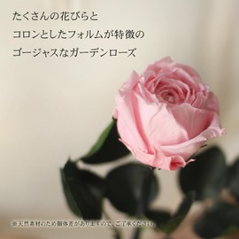 Preserved Flower, Preserved Flower, Single Rose, Present, Celebration, Anniversary, Birthday, Arrangement, Flower Gift, Flower Arrangement, Non-Withering Rose, Flower, Women's, Mother's Day (Garden