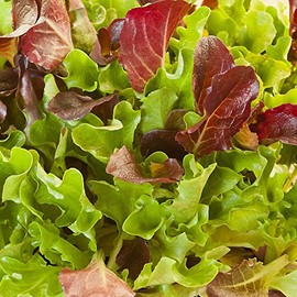 Heatwave Lettuce Seed Mix - 1 Lb Bulk ~400,000 Seeds - Blend of Red & Green Heat Tolerant Leaf & Bibb Lettuces - Non-GMO Gardening Seeds