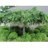 Tree 2 Weeping Cherry Trees - 6-12" Tall Seedlings -
