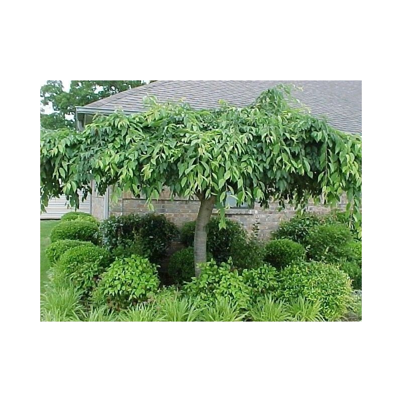 Tree 2 Weeping Cherry Trees - 6-12" Tall Seedlings -