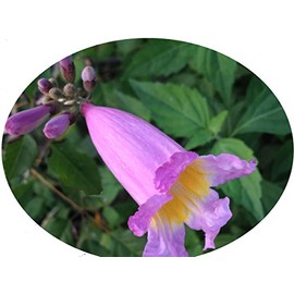 TABEBUIA IPE Pink Trumpet Flowering Tree Live Plant Impetiginosa Tropical Showy Flowers Spring Bloom Starter Size 4 Inch Pot Emerald TM