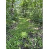 TnT Seed Company Slim Shady Mix Food Plot Seed, Seeds